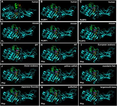 Comparative Study of the Molecular Characterization, Evolution, and Structure Modeling of Digestive Lipase Genes Reveals the Different Evolutionary Selection Between Mammals and Fishes